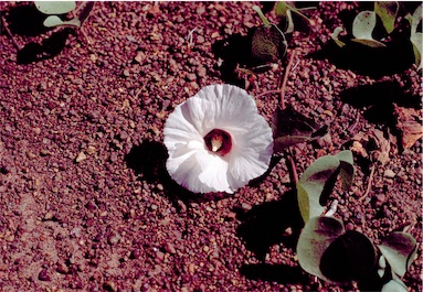 APII jpeg image of Gossypium populifolium  © contact APII