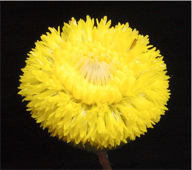 APII jpeg image of Podolepis lessonii  © contact APII