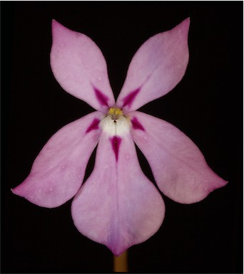 APII jpeg image of Isotoma hypocrateriformis  © contact APII