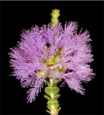 APII jpeg image of Regelia ciliata  © contact APII