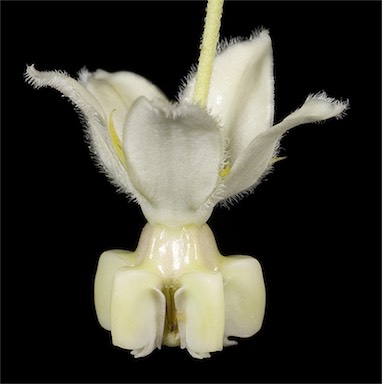 APII jpeg image of Gomphocarpus fruticosus  © contact APII