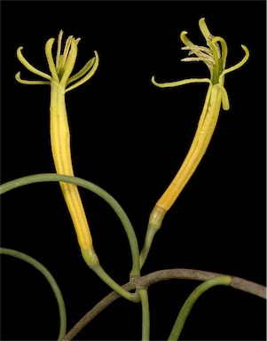 APII jpeg image of Lysiana casuarinae  © contact APII