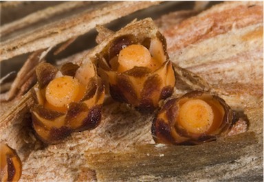 APII jpeg image of Pilostyles coccoidea  © contact APII