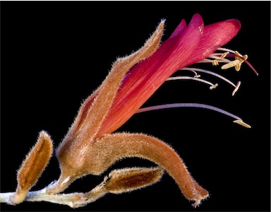 APII jpeg image of Leptosema chambersii  © contact APII