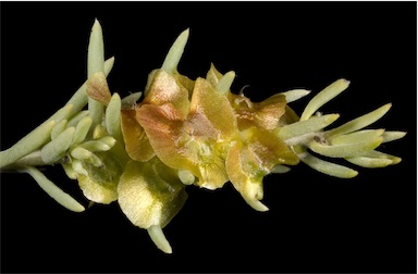 APII jpeg image of Maireana georgei  © contact APII