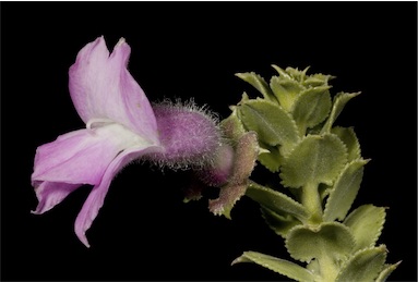 APII jpeg image of Eremophila pungens  © contact APII