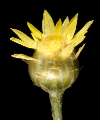 APII jpeg image of Hyalosperma glutinosum subsp. glutinosum  © contact APII