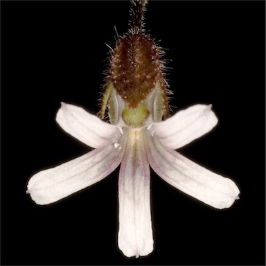 APII jpeg image of Goodenia cycnopotamica  © contact APII