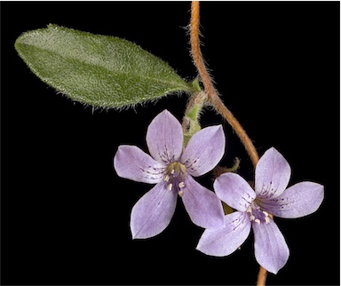 APII jpeg image of Marianthus tenuis  © contact APII