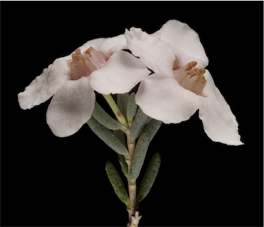 APII jpeg image of Cyathostemon heterantherus  © contact APII