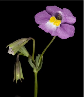 APII jpeg image of Mimulus gracilis  © contact APII