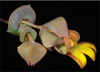 APII jpeg image of Goodenia aluta  © contact APII