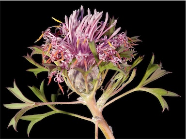 APII jpeg image of Isopogon dubius  © contact APII