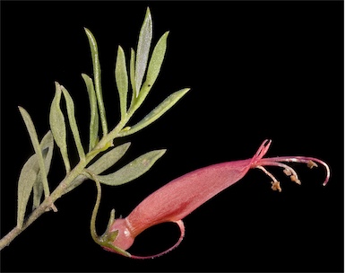 APII jpeg image of Eremophila decipiens subsp. decipiens  © contact APII