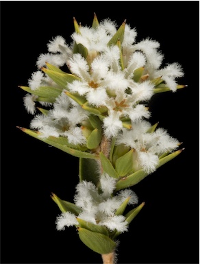 APII jpeg image of Leucopogon oliganthus  © contact APII