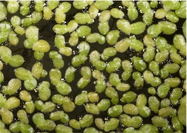 APII jpeg image of Lemna disperma  © contact APII