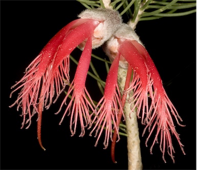 APII jpeg image of Calothamnus rupestris  © contact APII