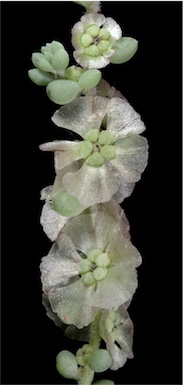 APII jpeg image of Maireana brevifolia  © contact APII