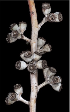 APII jpeg image of Eucalyptus clelandiorum  © contact APII