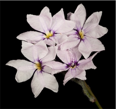 APII jpeg image of Dampiera juncea  © contact APII