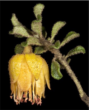 APII jpeg image of Diplolaena obovata  © contact APII