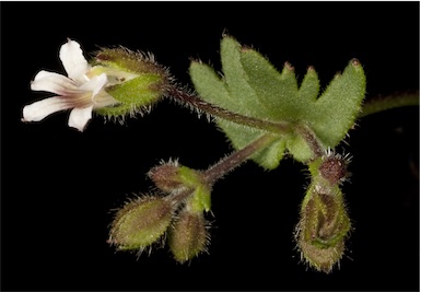 APII jpeg image of Goodenia cycnopotamica  © contact APII