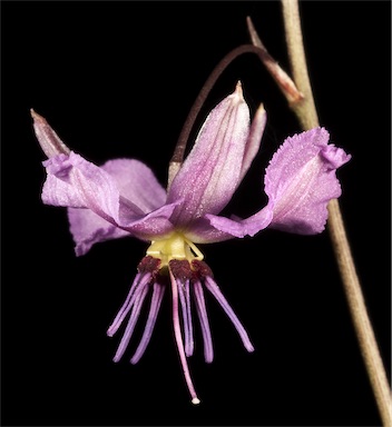 APII jpeg image of Dichopogon preissii  © contact APII