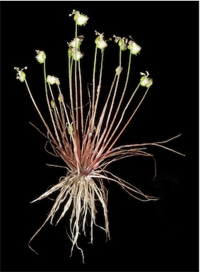 APII jpeg image of Aphelia drummondii  © contact APII