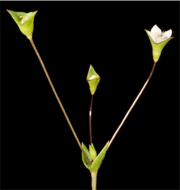 APII jpeg image of Phyllangium paradoxum  © contact APII