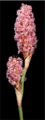 APII jpeg image of Dielsia stenostachya  © contact APII