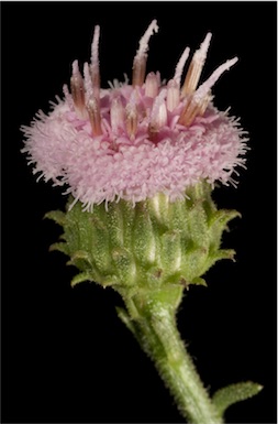 APII jpeg image of Pluchea dentex  © contact APII