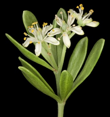 APII jpeg image of Nitraria billardierei  © contact APII