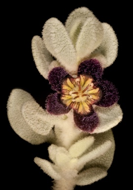 APII jpeg image of Anthotroche pannosa  © contact APII