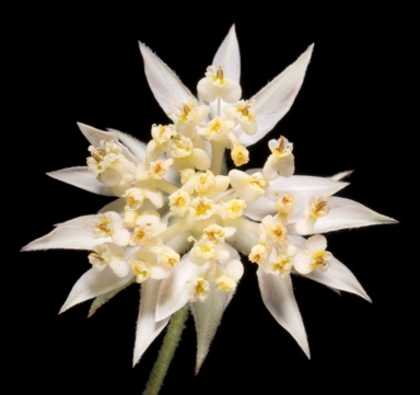 APII jpeg image of Chlaenosciadium gardneri  © contact APII