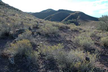 APII jpeg image of Roepera aurantiaca  © contact APII