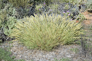 APII jpeg image of Triodia compacta  © contact APII