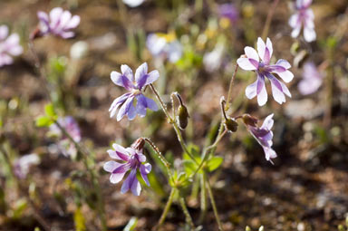 APII jpeg image of Goodenia rosea  © contact APII