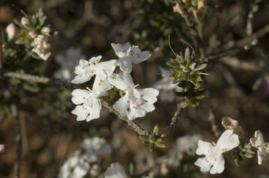 APII jpeg image of Westringia rigida  © contact APII