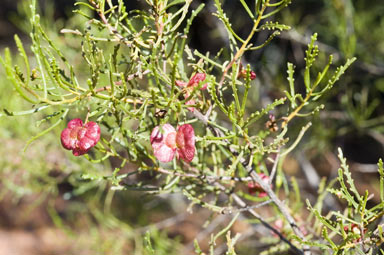 APII jpeg image of Dodonaea lobulata  © contact APII