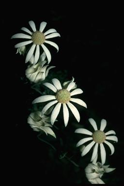 APII jpeg image of Actinotus helianthi  © contact APII