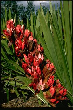 APII jpeg image of Doryanthes palmeri  © contact APII