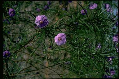 APII jpeg image of Solanum linearifolium  © contact APII