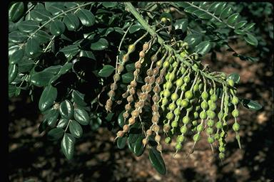 APII jpeg image of Sophora tomentosa  © contact APII