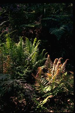 APII jpeg image of Blechnum cartilagineum  © contact APII