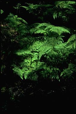 APII jpeg image of Hypolepis punctata  © contact APII