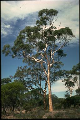 APII jpeg image of Eucalyptus wandoo subsp. wandoo  © contact APII