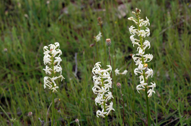 APII jpeg image of Stackhousia monogyna  © contact APII