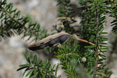 APII jpeg image of Acacia beadleana  © contact APII