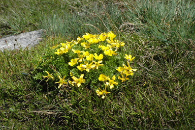 APII jpeg image of Ranunculus niphophilus  © contact APII
