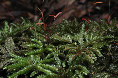 APII jpeg image of Hypnodendron vitiense  © contact APII